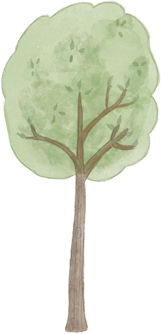 The forest
